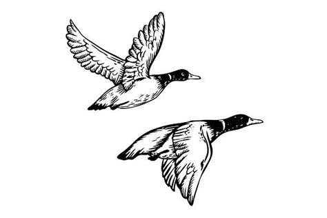 Flying ducks engraving vector illustration | Custom-Designed Graphic ...