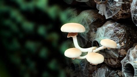 How To Find A Mushroom Farm Near Me - Mushroom Farming