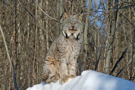 Canada Lynx in the Snow stock photo. Image of beautiful - 83727698