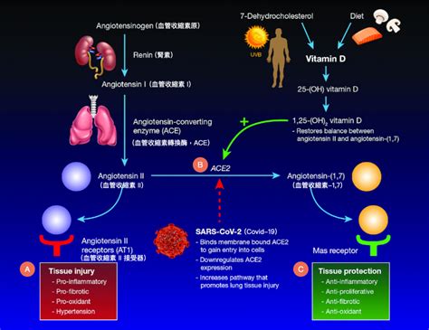 維生素D 能在 COVID19 期間保護你的可能原因 - 安永生活誌