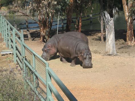 Visiting Dubbo Zoo – Travel Inspirations