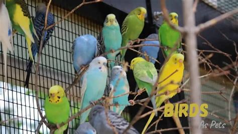 Birds As Pets – Everything You Need To Know As Beginner! – Pets Bunch