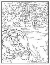 Creative Haven Wildlife Color By Number Coloring Book  A2Z Science sketch template