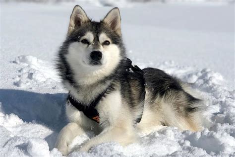 10 Wolf-Like Dog Breeds That Are Anything But Wild – American Kennel Club