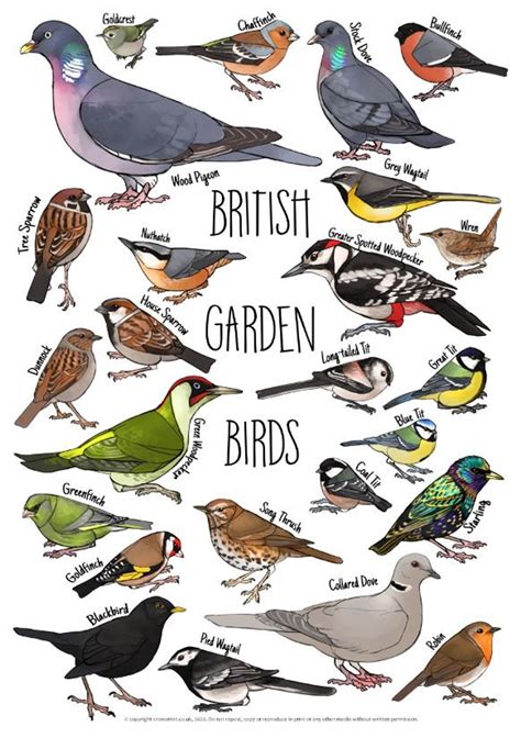 British Garden Birds Identification Chart