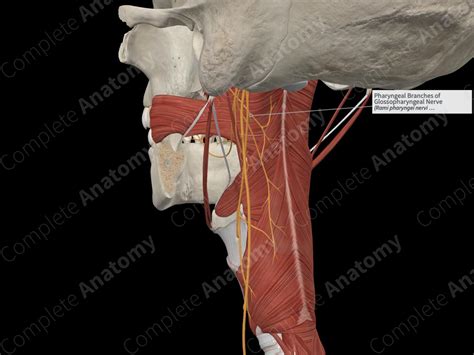 Pharyngeal Branches of Glossopharyngeal Nerve | Complete Anatomy