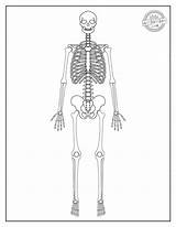 Human Skeleton Bones Worksheet Sketch Coloring Page sketch template