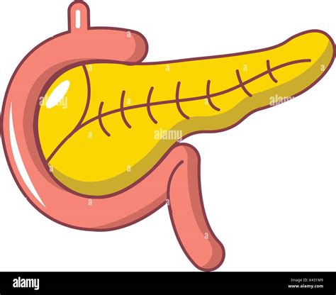 Pancreas Cartoon - Duct Bile Cannulation Pancreas Perfusion Photographs Epididymal マウス | Landrisand