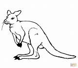 Cute Kangaroo coloring Page  Free Printable Coloring Pages sketch template
