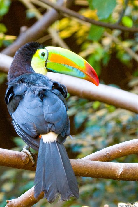 save nature animal: Keel Billed Toucan