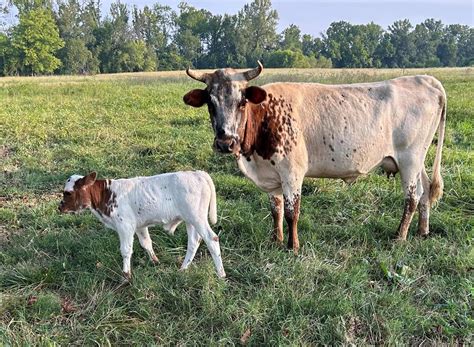 FLORIDA CRACKER CATTLE FOR SALE - The Livestock Conservancy