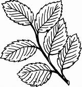 Leaf Coloring Pages – Printable FREE sketch template