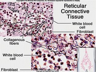 Reticular Tissue Diagram