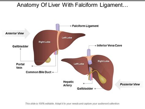 Ligaments Of Liver