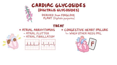 Digitalis Heart