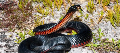 The Red-bellied Black Snake | Critter Science