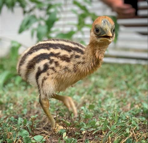 Check out this baby cassowary : r/196