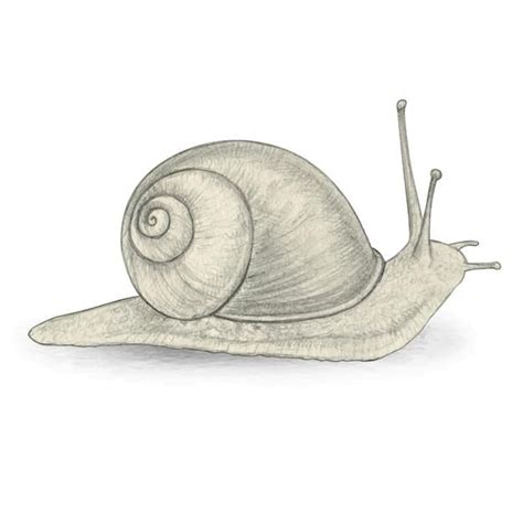 Realistic Pencil Drawing of Snail | Premium Vector