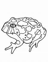Free Printable Toad Coloring Pages For Kids sketch template