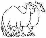 Free Printable Camel Coloring Pages For Kids sketch template