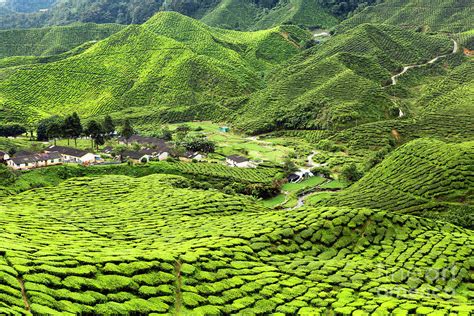 Cameron Highlands Tea Plantation #3 Photograph by Kevin Miller - Pixels