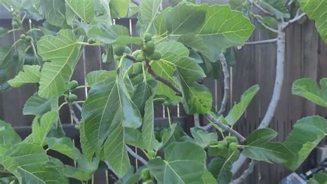 How big does a Kadota fig tree get? – EN General