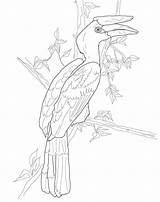 Hornbill Coloring Pages  Free Printable For Kids sketch template