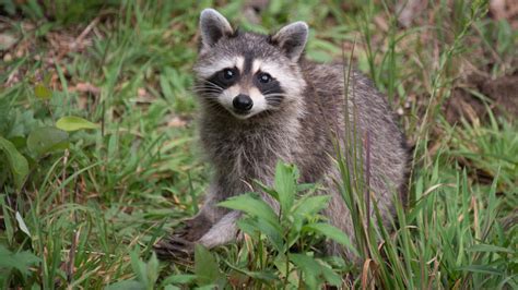 Grocery store under fire for selling freshly slaughtered raccoons ...