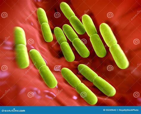 Lactobacillus Bulgaricus Bacteria Stock Illustration - Illustration of ...