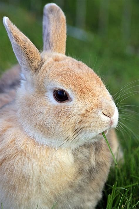 Rabbit Dwarf Bunny · Free photo on Pixabay