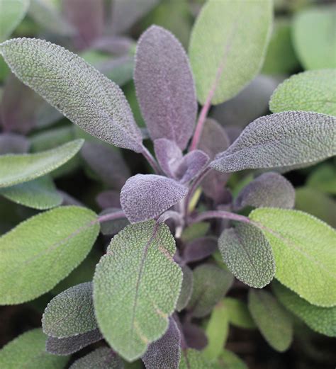 Buy Purple Sage | Sage Plants | Sarah Raven