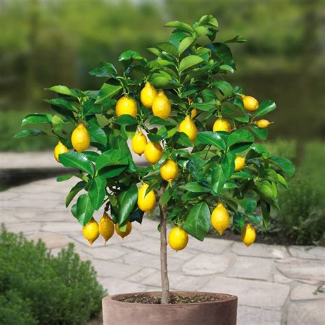 Buy Lemon tree Standard - 1 tree Online at desertcartAustralia