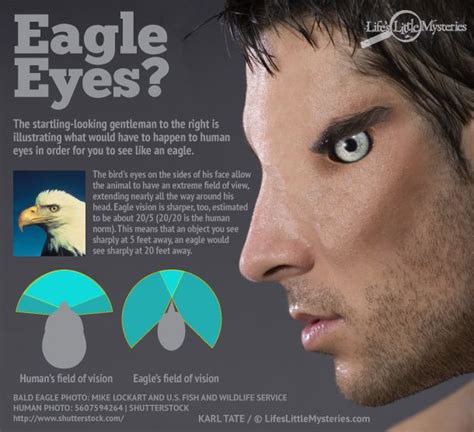 What If Humans Had Eagle Vision? | Live Science