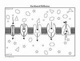 Membrane Cell Diagram Worksheet Labeled Coloring Structure Drawing  sketch template
