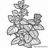 Herbs Coloring Pages  Free & Printable sketch template