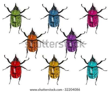 Colorful Beetles Stock Photo 32204086 : Shutterstock