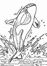 Killer whale coloring Pages To Download And Print For Free sketch template