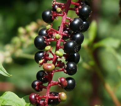 Free Images : branch, vine, night, fruit, berry, flower, food, produce, colorful, flora ...