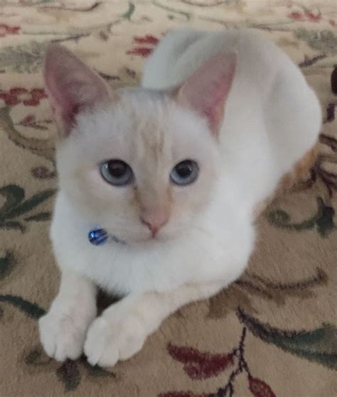 Ginger, my sweet blue-eyed Flame-Point Siamese cat! Tap the link Now - Luxury Cat Gear - Treat ...