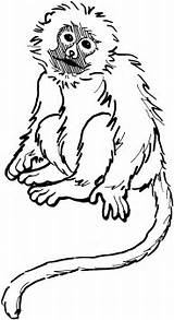 Coloring Pages Of Monkeys Printable sketch template