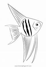 Fish Coloring Angelfish Drawing Angel Traceable Drawings Pages Template  sketch template
