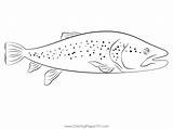 Fly Fishing Brown Trout Coloring Page For Kids  Free Trouts Printable sketch template