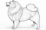 Pomeranian Realistic Puppy Coloring Pages  This coloring Page sketch template