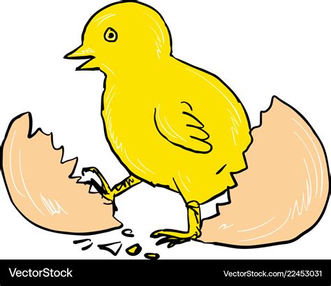 Chick hatching inside egg drawing Royalty Free Vector Image