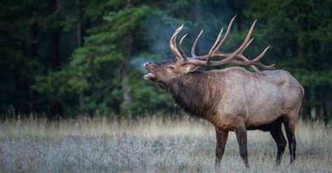 Elk Bugle Sound (why they make it, what it means) -- [LISTEN]