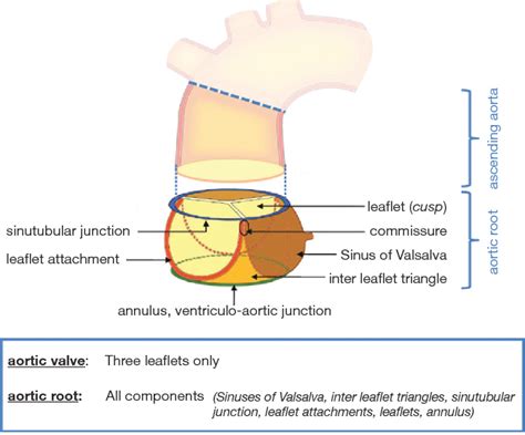 Anatomy Of Aortic Root