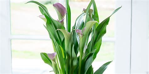 How To Care For An Indoor Calla Lily Plant