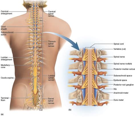 14 best images about Chapter 13: The Spinal Cord, Spinal Nerves, and ...