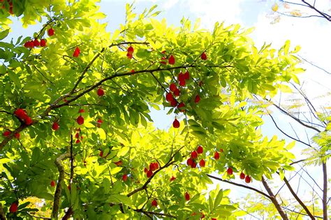 Ackee Tree Jamaica Photograph by Debbie Levene - Fine Art America