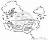 Coloring Page With Pond Flowering Water Lily Plants And Amoeba  sketch template